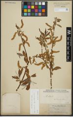Foto von Salix alba subsp. vitellina (L.) Arcang.